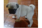 Cachorros pug en Monterrey