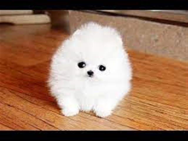 $600 : Gorgeous Pomeranian Puppy Avai image 1