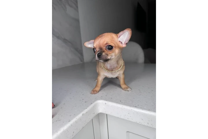 $300 : Teacup Chihuahua puppies image 9