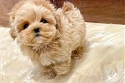 MALTIPOO EN VENTA en New Haven