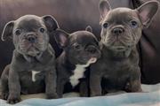 $350 : Bulldog Francés En Venta thumbnail