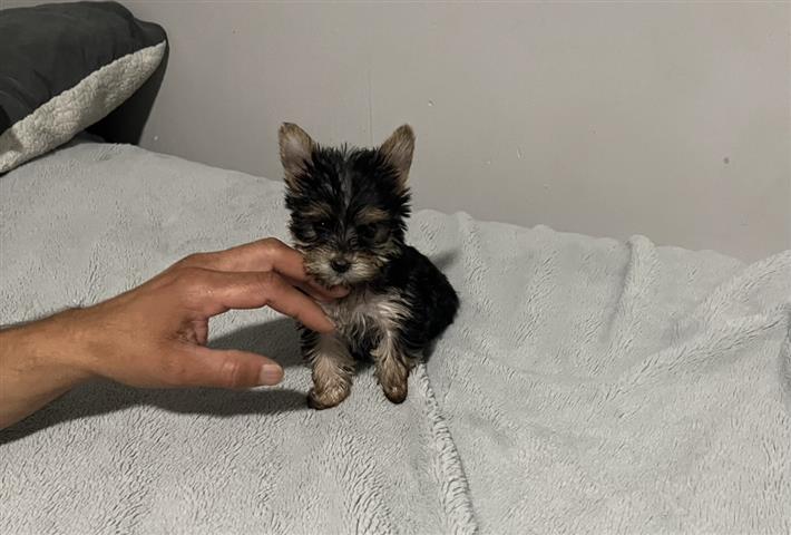 $1200 : Yorkies puppies image 1