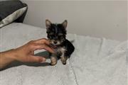 Yorkies puppies