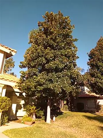 Round Tree Trimming image 1