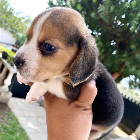 $350 : Beagle image 4