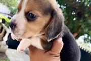 $350 : Beagle thumbnail