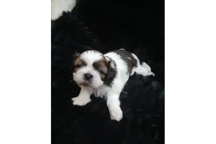 Bellissimi cuccioli di shih tz image 5