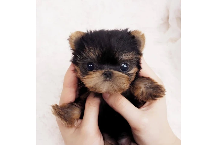 $350 : Micro Yorkie image 1
