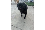 Male pug thumbnail