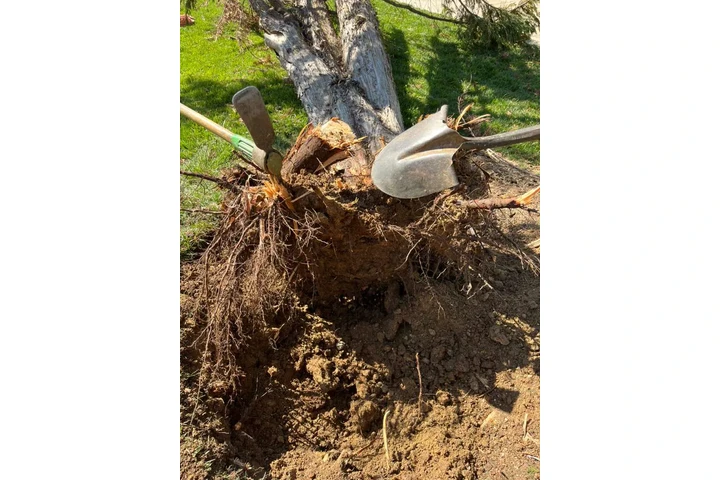 MartinTree ServicesLandscaping image 6
