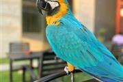 Talking Macaw Parrots For Sale en New York