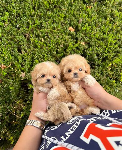 $350 : Maltipoo image 2