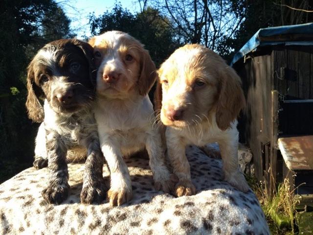 $600 : Kc working cocker spaniels image 2