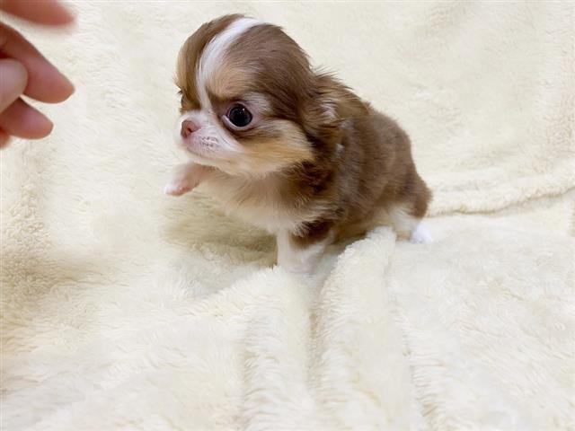 $412 : Gorgeous chihuahua Pops ready image 4