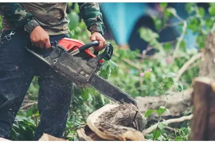 🌲PODADO DE ÁRBOLES Y PALMERAS image 5