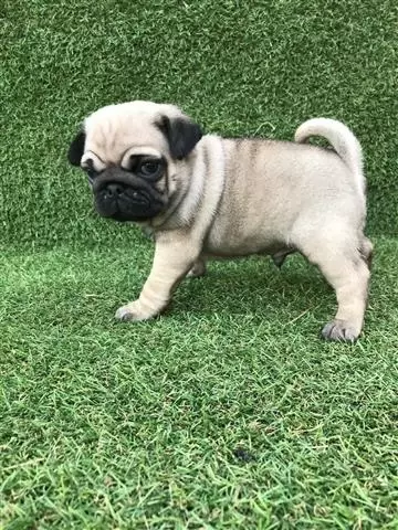 $600 : PUG PUPPIES FOR REHOMING image 3
