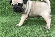 $600 : PUG PUPPIES FOR REHOMING thumbnail
