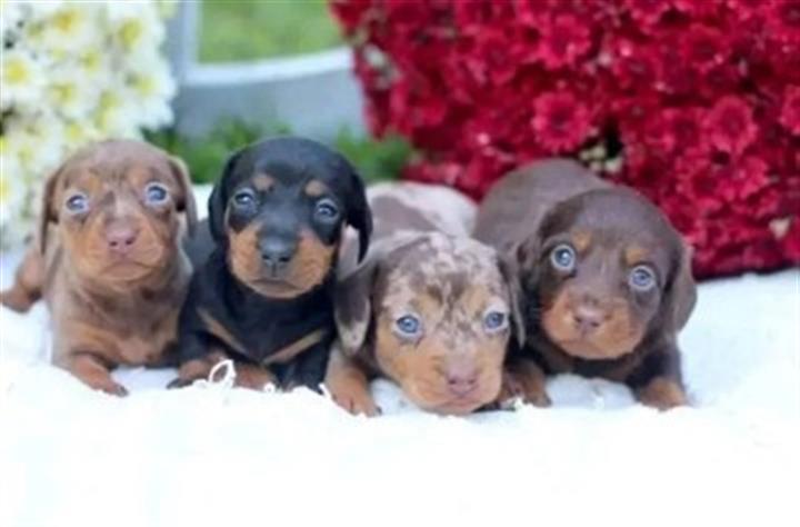 $600 : Adorable mini dachshund puppy image 2