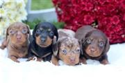 $600 : Adorable mini dachshund puppy thumbnail