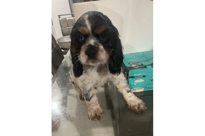 $1000 : Coker Spaniel image 6