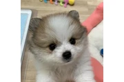 $350 : cachorros de pomerania thumbnail
