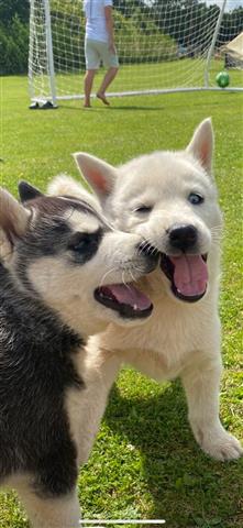 $500 : cute Siberian Husky Puppies image 2