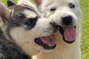 $500 : cute Siberian Husky Puppies thumbnail