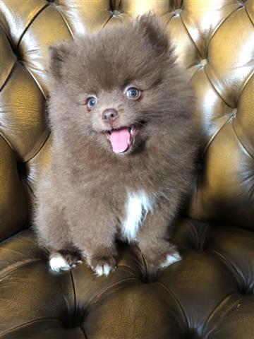 $400 : chocolate Lovely Pomeranian image 2