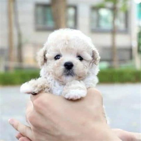 $400 : Poodle puppy for adoption image 3