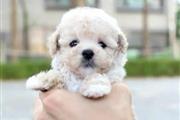 $400 : Poodle puppy for adoption thumbnail