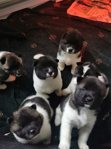 $350 : Adorables cachorros de Akita image 1