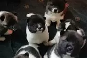 Adorables cachorros de Akita en Baltimore