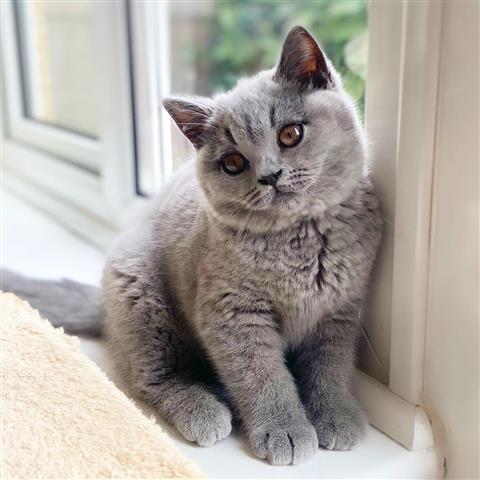$225 : British Shorthair Kitten image 3