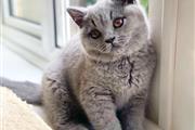 $225 : British Shorthair Kitten thumbnail