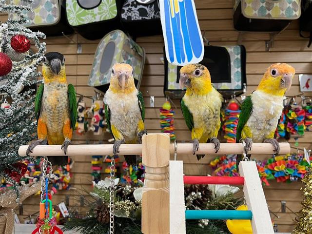 $300 : Miami parrot image 1