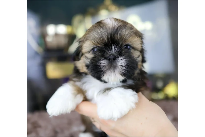 $350 : Cachorros de Shih Tzu image 3