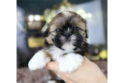 $350 : Cachorros de Shih Tzu thumbnail