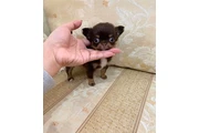 Teacupchihuahua puppy for sale en Miami