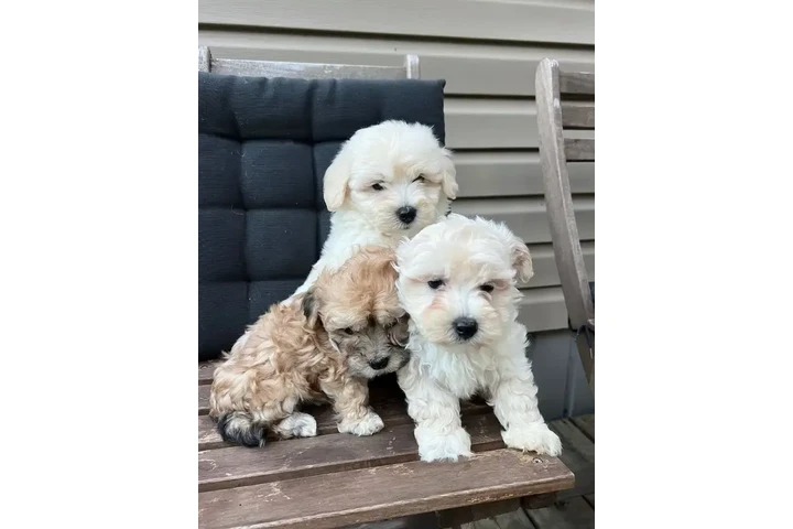 $2500 : Beautiful Havachon Puppies image 1