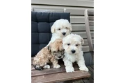 Beautiful Havachon Puppies en Los Angeles