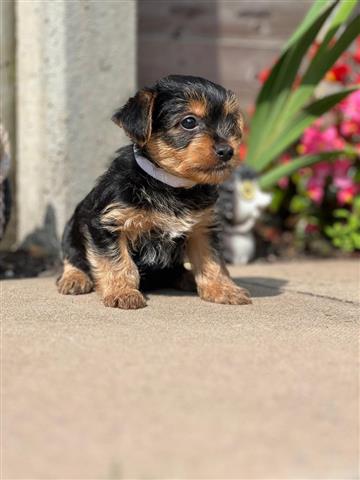 $490 : fluff yorkies for adoption image 1