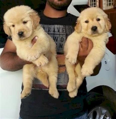 $600 : Golden Male/female Retriever image 1