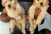 Golden Male/female Retriever en Miami