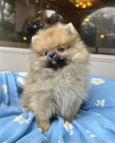 $350 : Cachorrito Pomerania image 2