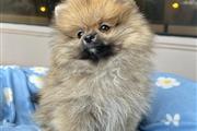 $350 : Cachorrito Pomerania thumbnail