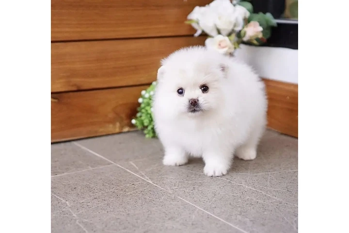 $400 : Pomeranian puppies and french image 3