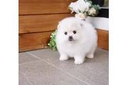 $400 : Pomeranian puppies and french thumbnail