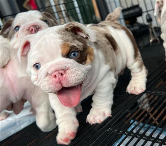 $350 : BULLDOG INGLÉS EN VENTA image 1