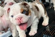 BULLDOG INGLÉS EN VENTA