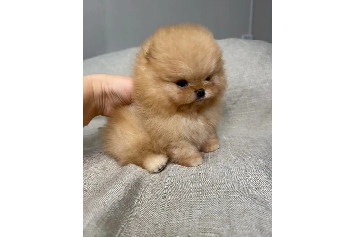 $350 : Pomerania taza de té image 1
